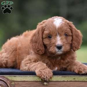 Jasper, Cavapoo Puppy
